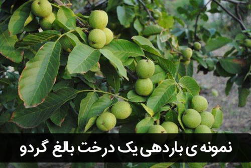 درخت بالغ گردو